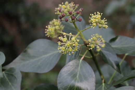 Common ivy (Hedera helix) with flowers & fruits